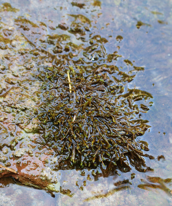 Hygroamblystegium noterophilum
